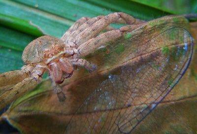 Close-up of insect on leaf