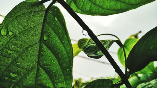 Close-up of water drops on leaves