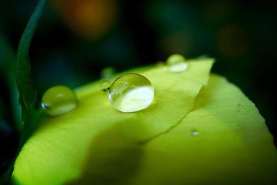 Close-up of water drops on flower