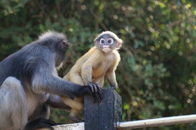 Monkeys sitting on wood