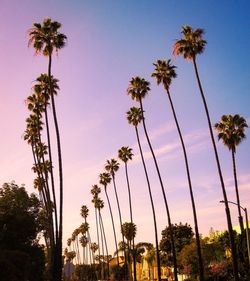 Low angle view of coconut palm trees against sky during sunset