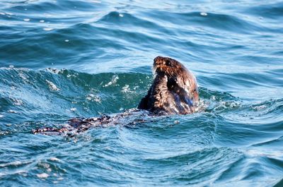 Otter swimming in sea