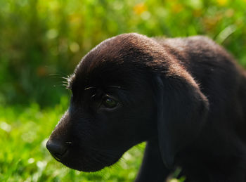 Close-up of a dog looking away