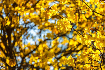 Low angle view of yellow flowering tree