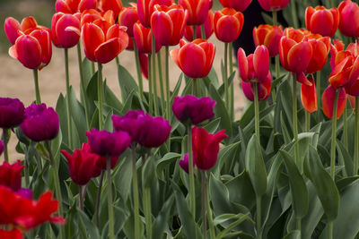 Close-up of red tulips blooming outdoors