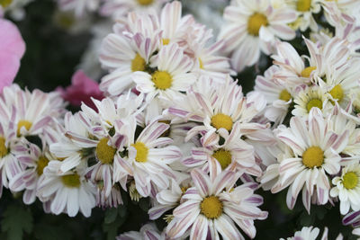 Close-up of fresh white flowers
