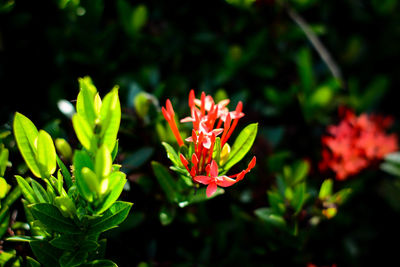 Close-up of red flowering plant