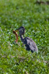 Close-up of a bird on rock