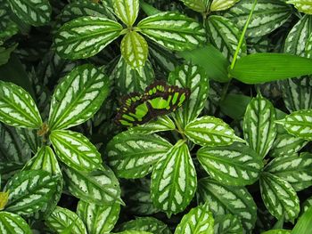 Close-up of fresh green plant