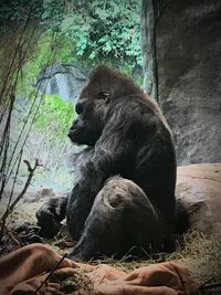 Close-up of monkey sitting on tree