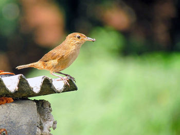 Close-up of bird perching outdoors