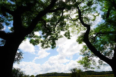 Low angle view of trees against sky