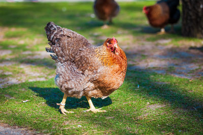 Close-up of a bird on field