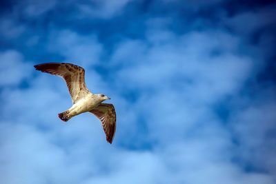 Low angle view of bird flying against sky