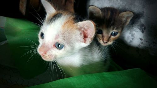 Close-up portrait of kitten sitting at home