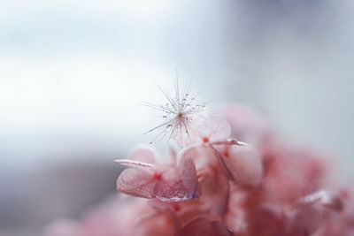 Extreme close-up of wet flower plant