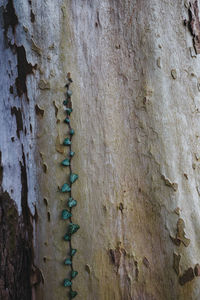 Close-up of old tree trunk against wall