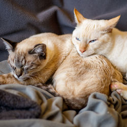 Close-up of ginger cat