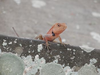 Close-up of lizard on rock