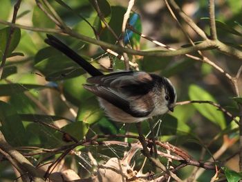 Close-up of bird perching on branch