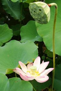 Close-up of lotus water lily in lake