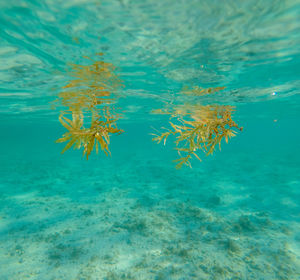 Close-up of jellyfish in sea