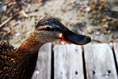 Close-up of a bird