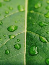 Close-up of raindrops on leaves