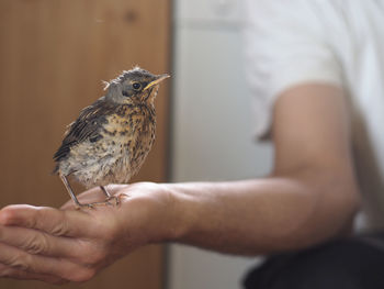 Bird perching on human hand