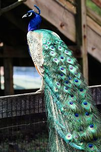 Close-up of peacock perching