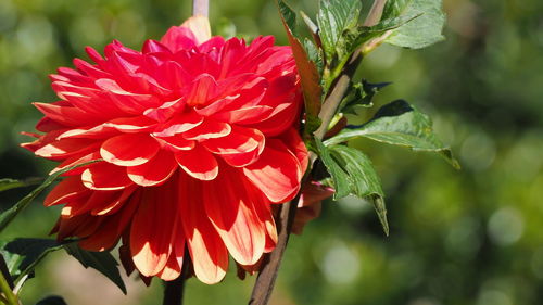 Close-up of red dahlia