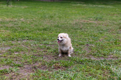 Smiling pomeranian chihuahua mix in a green yard in florida.