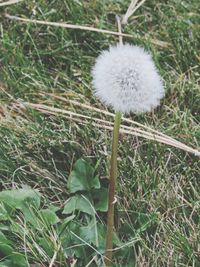 Close-up of dandelion in grass