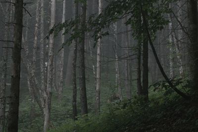 Trees in forest