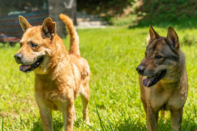 View of two dogs on ground