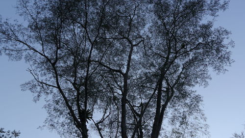 Low angle view of bare trees against sky