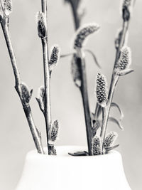 Close-up of potted plant against wall