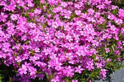 Full frame shot of pink flowering plants