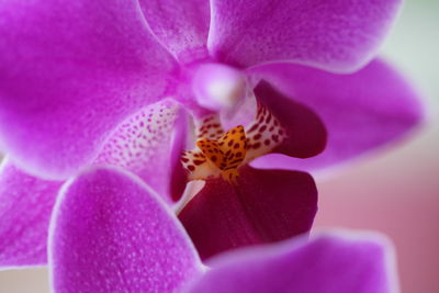 Close-up of purple orchid