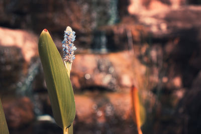 Close-up of flowering plant against blurred background