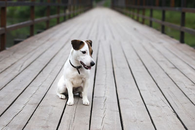 Dog sitting on wooden floor