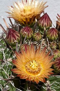 Close-up of succulent plant