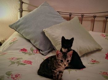 Cat on bed at home