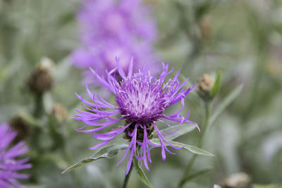 Close-up of purple thistle flower
