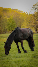 Horse grazing in a field