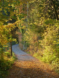 Road amidst trees in forest during autumn