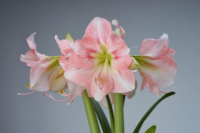 Close-up of pink flowers against white background