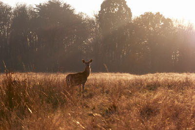 Deer standing on field against trees