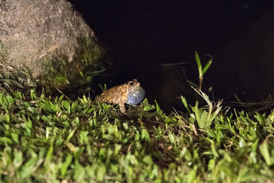 Close-up of frog on field