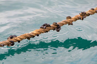 High angle view of ducks swimming in lake